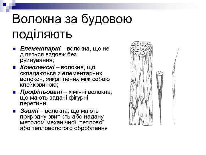 Волокна за будовою поділяють n n Елементарні – волокна, що не діляться вздовж без