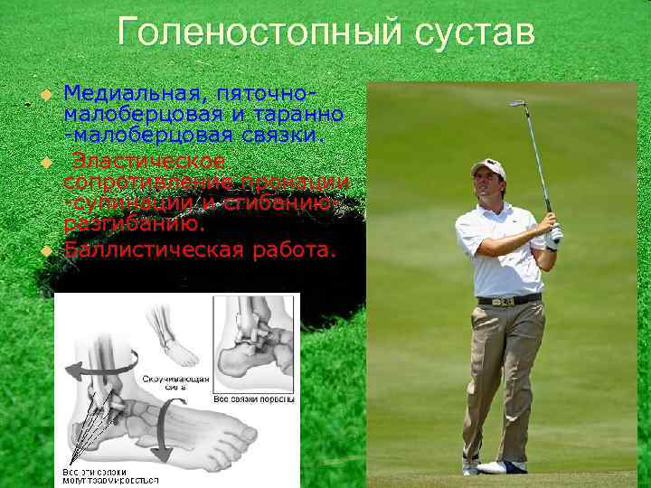 Голеностопный сустав u u u Медиальная, пяточномалоберцовая и таранно -малоберцовая связки. Эластическое сопротивление пронации