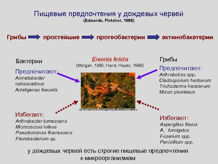 Значение дождевых червей в природе. Роль дождевых червей для человека. Значение дождевого червя. Роль червей в природе.