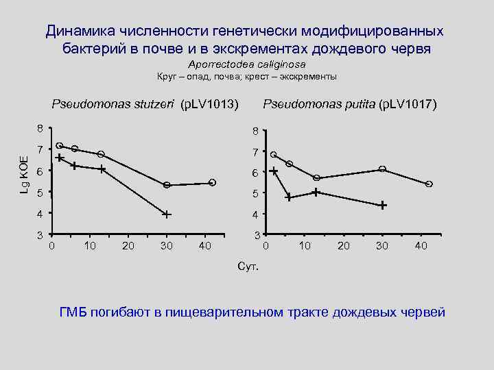 Динамика численности генетически модифицированных бактерий в почве и в экскрементах дождевого червя Aporrectodea caliginosa
