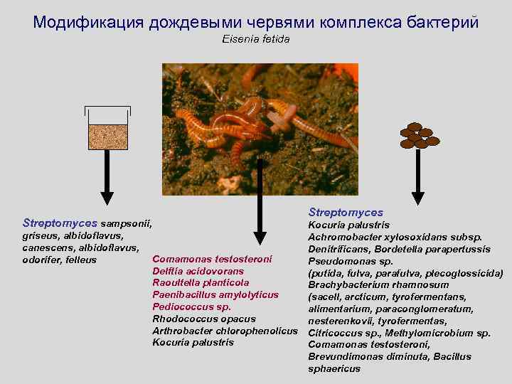 Модификация дождевыми червями комплекса бактерий Eisenia fetida Streptomyces sampsonii, griseus, albidoflavus, canescens, albidoflavus, odorifer,