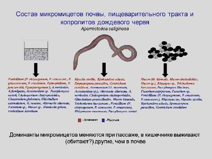 Питание червей