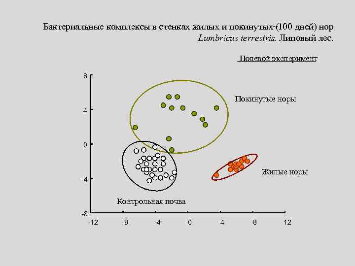 Бактериальные комплексы в стенках жилых и покинутых~100 дней) нор ( Lumbricus terrestris. Липовый лес.