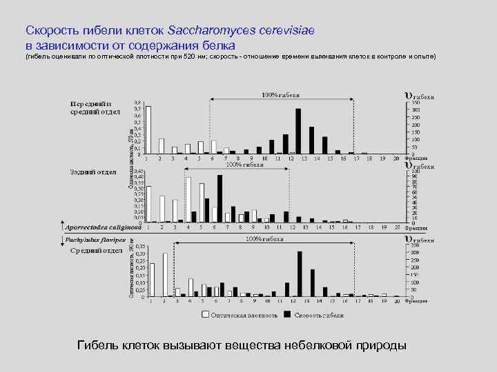 Скорость гибели клеток Saccharomyces cerevisiae в зависимости от содержания белка (гибель оценивали по оптической