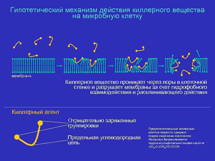 Гипотетический механизм действия киллерного вещества на микробную клетку мембрана Киллерное вещество проникает через поры
