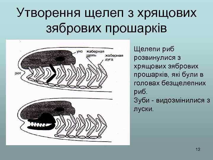 Утворення щелеп з хрящових зябрових прошарків Щелепи риб розвинулися з хрящових зябрових прошарків, які