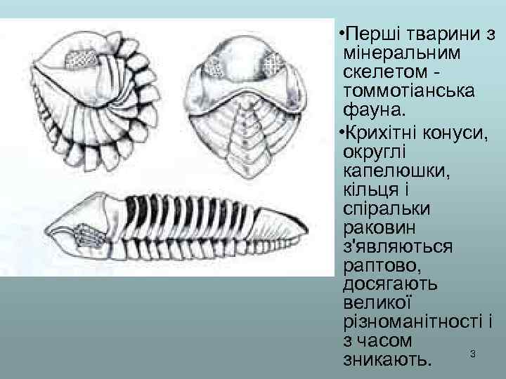  • Перші тварини з мінеральним скелетом томмотіанська фауна. • Крихітні конуси, округлі капелюшки,