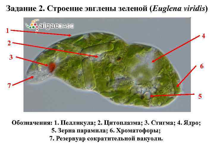 Задание 2. Строение эвглены зеленой (Euglena viridis) 1 4 2 3 6 7 5