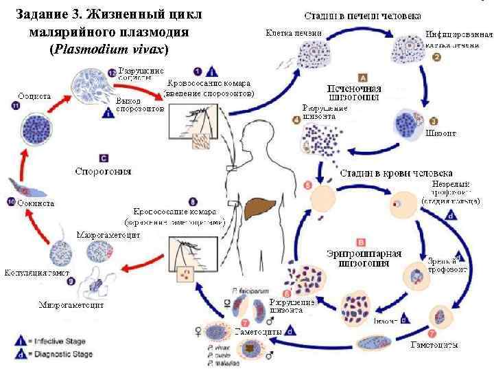 Задание 3. Жизненный цикл малярийного плазмодия (Plasmodium vivax) 
