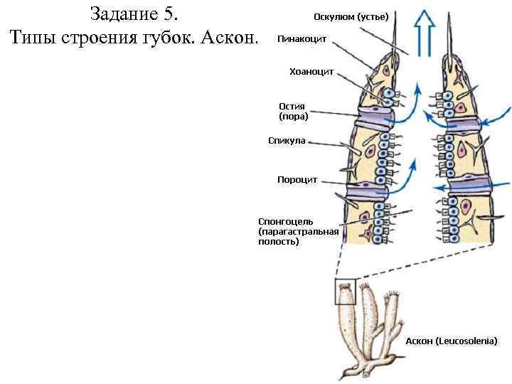 Задание 5. Типы строения губок. Аскон. 