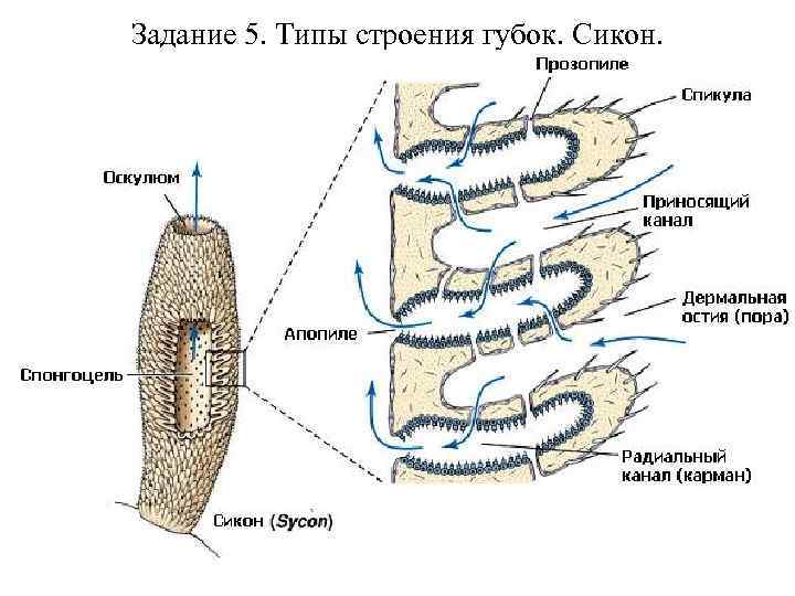 Задание 5. Типы строения губок. Сикон. 