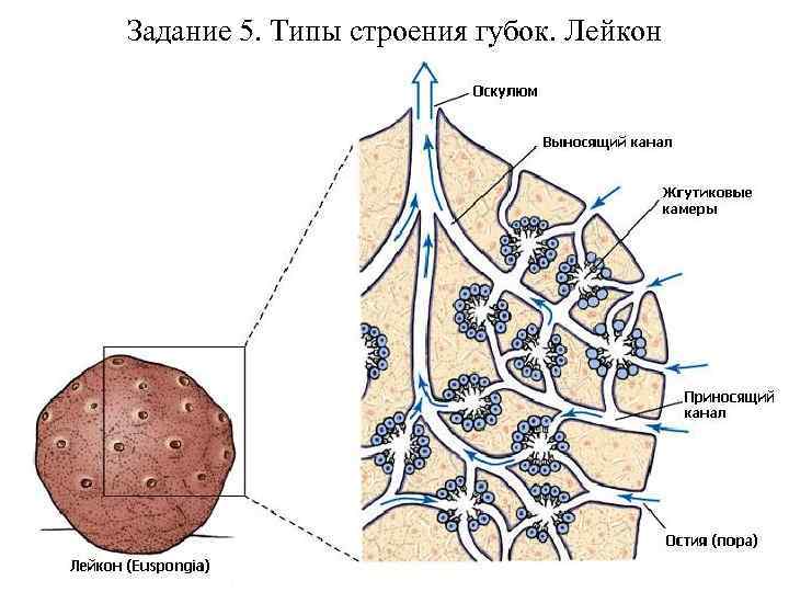 Задание 5. Типы строения губок. Лейкон 