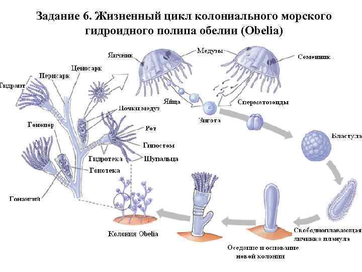 Задание 6. Жизненный цикл колониального морского гидроидного полипа обелии (Obelia) 