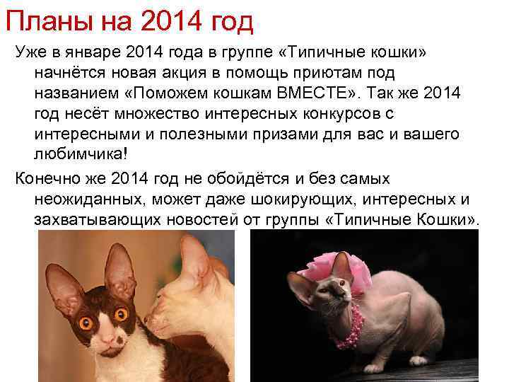 Планы на 2014 год Уже в январе 2014 года в группе «Типичные кошки» начнётся