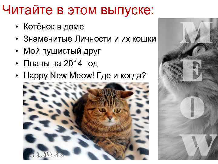 Читайте в этом выпуске: • • • Котёнок в доме Знаменитые Личности и их