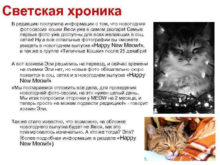 Светская хроника В редакцию поступила информация о том, что новогодняя фотосессия кошки Люси уже