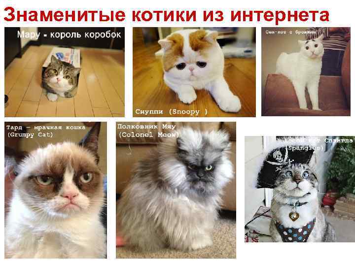 Знаменитые котики из интернета 