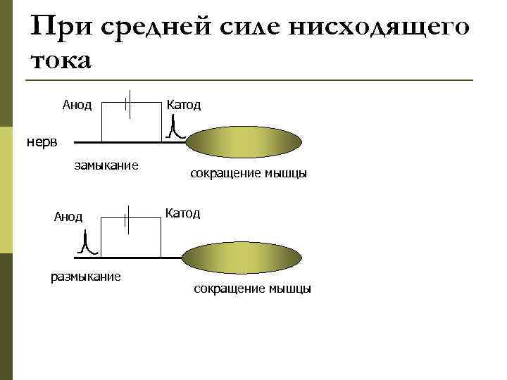 При средней силе нисходящего тока Анод Катод нерв замыкание Анод размыкание сокращение мышцы Катод
