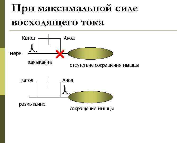При максимальной силе восходящего тока Катод нерв замыкание Катод размыкание Анод отсутствие сокращения мышцы