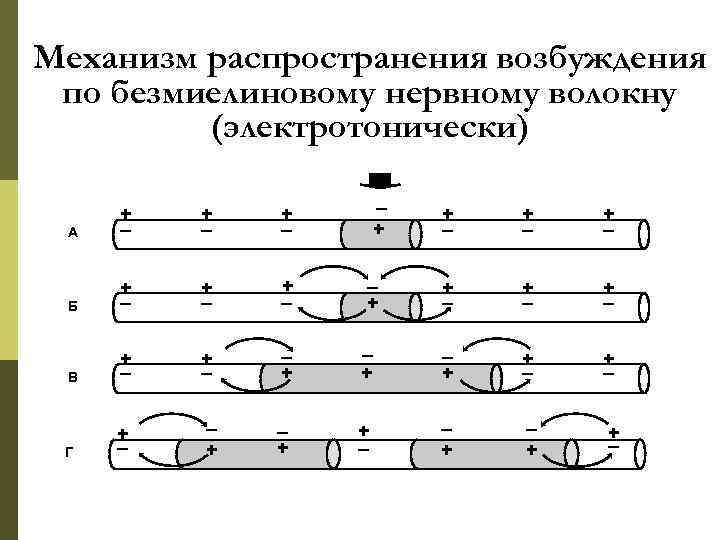 Проведение распространение. Механизм проведения возбуждения по миелиновым нервным волокнам. Механизм проведения возбуждения по безмиелиновому нервному волокну. Схема передачи импульса по миелиновому волокну. Механизмы проведения импульсов по безмиелиновым волокнам.