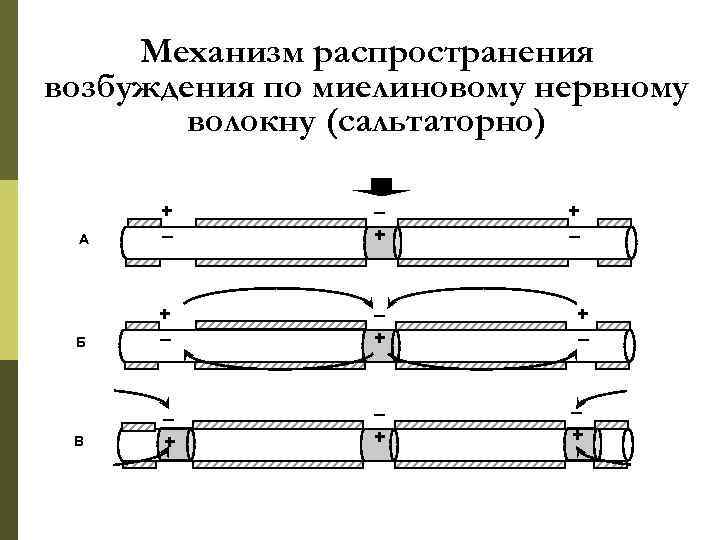 Механизм распространения возбуждения по миелиновому нервному волокну (сальтаторно) А + – – + Б