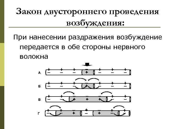 Закон двустороннего проведения возбуждения: При нанесении раздражения возбуждение передается в обе стороны нервного волокна