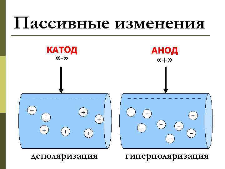 Пассивные изменения КАТОД «-» АНОД «+» −−−−−−−−−−−−− + + − − + + +