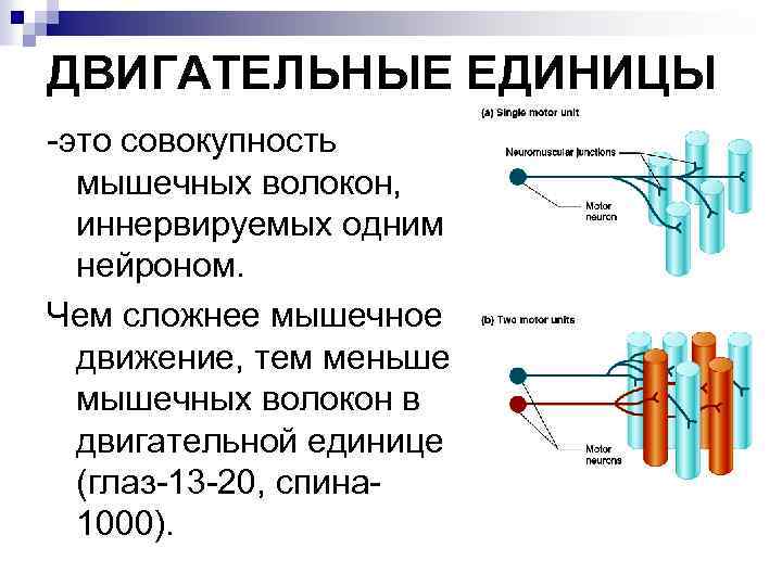 Двигательная единица это. Двигательная единица это физиология. Строение двигательной единицы мышцы. Двигательные единицы мышц физиология. Понятие о двигательной единице.