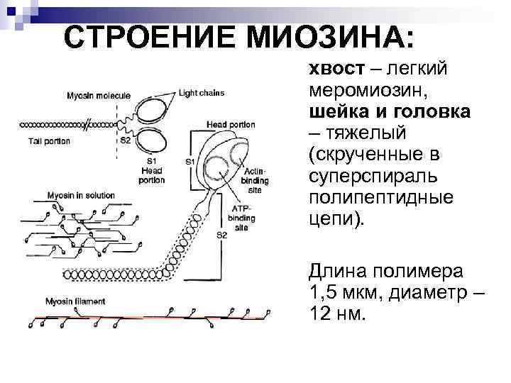 СТРОЕНИЕ МИОЗИНА: хвост – легкий меромиозин, шейка и головка – тяжелый (скрученные в суперспираль
