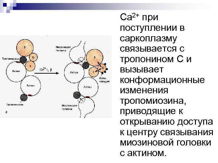 Ca 2+ при поступлении в саркоплазму связывается с тропонином C и вызывает конформационные изменения