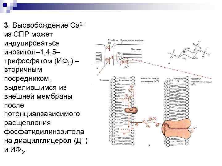 3. Высвобождение Са 2+ из СПР может индуцироваться инозитол– 1, 4, 5– трифосфатом (ИФ