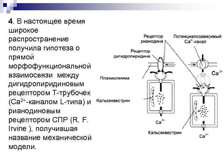 4. В настоящее время широкое распространение получила гипотеза о прямой морфофункциональной взаимосвязи между дигидропиридиновым