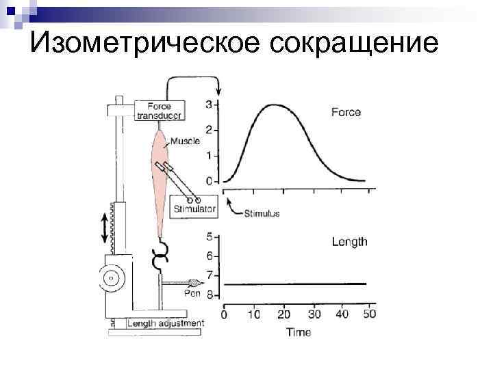 Изометрическое сокращение 