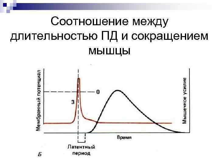 Период сокращения. Пд скелетной мышцы график. График потенциала действия скелетного мышечного волокна. Потенциал действия скелетной мышцы. Потенциал действия скелетной мышцы график.