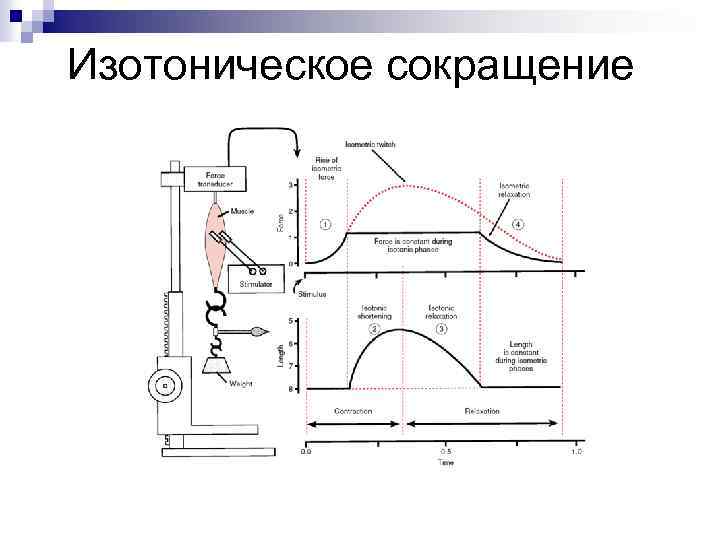 Изотоническое сокращение 