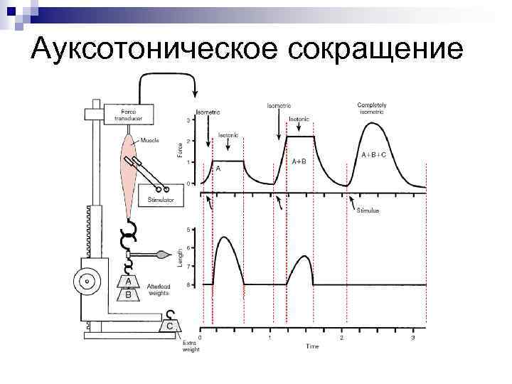 Ауксотоническое сокращение 