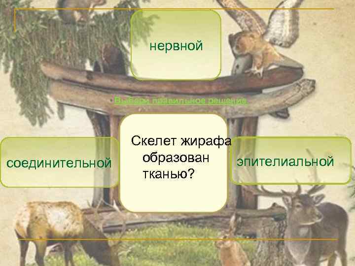 нервной Выбери правильное решение. соединительной Скелет жирафа образован эпителиальной тканью? 