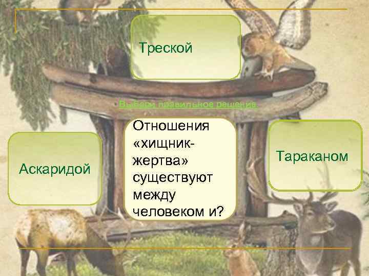 Треской Выбери правильное решение. Аскаридой Отношения «хищникжертва» существуют между человеком и? Тараканом 