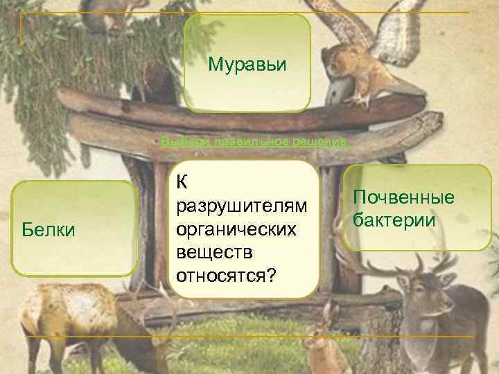 Муравьи Выбери правильное решение. Белки К разрушителям органических веществ относятся? Почвенные бактерии 