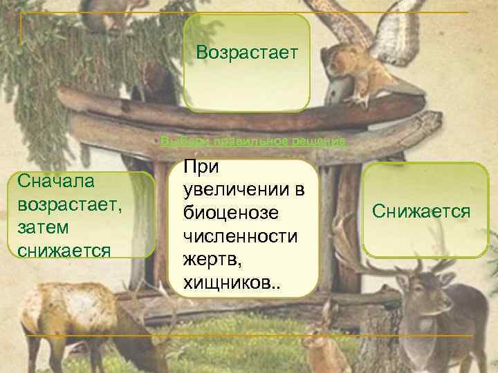 Возрастает Выбери правильное решение. Сначала возрастает, затем снижается При увеличении в биоценозе численности жертв,