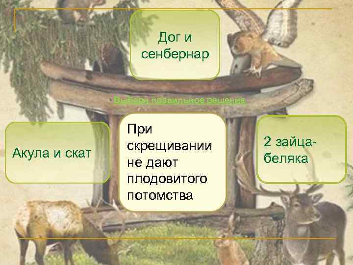 Дог и сенбернар Выбери правильное решение. Акула и скат При скрещивании не дают плодовитого