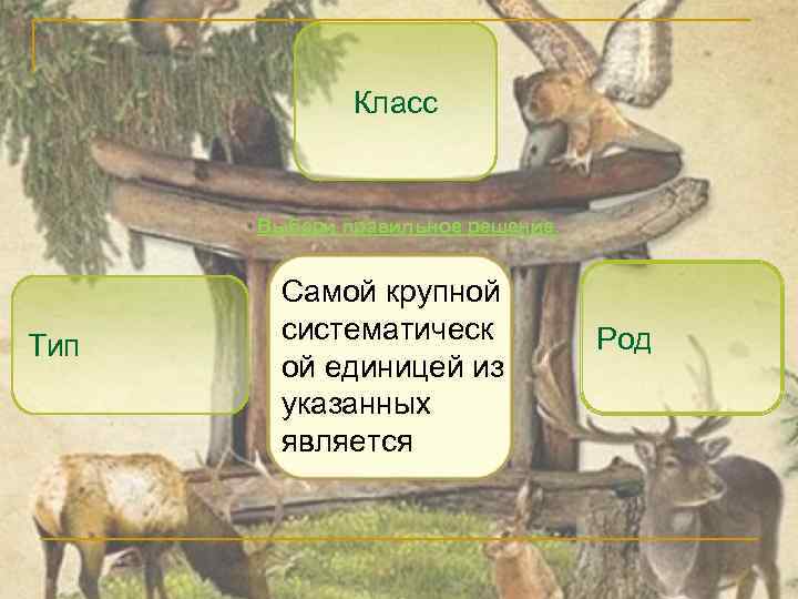 Класс Выбери правильное решение. Тип Самой крупной систематическ ой единицей из указанных является Род