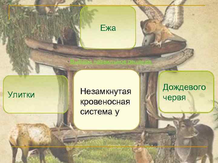 Ежа Выбери правильное решение. Улитки Незамкнутая кровеносная система у Дождевого червя 