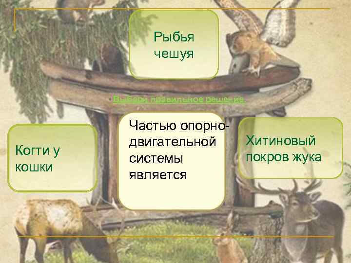 Рыбья чешуя Выбери правильное решение. Когти у кошки Частью опорнодвигательной системы является Хитиновый покров