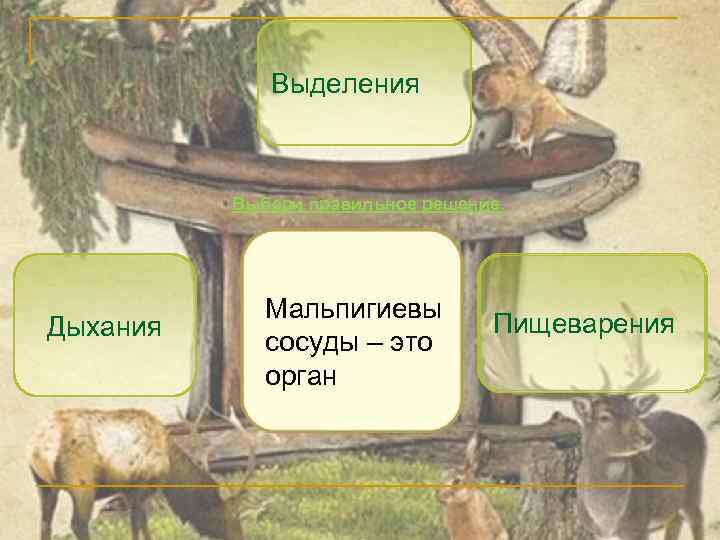 Выделения Выбери правильное решение. Дыхания Мальпигиевы сосуды – это орган Пищеварения 