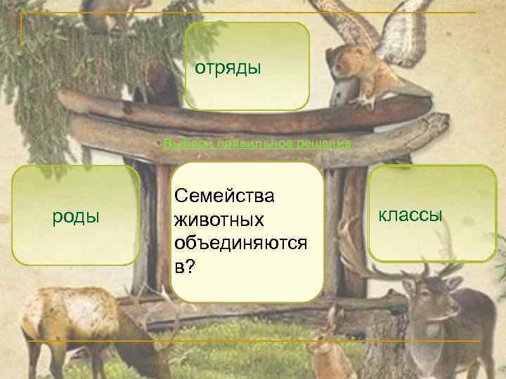 отряды Выбери правильное решение. роды Семейства животных объединяются в? классы 
