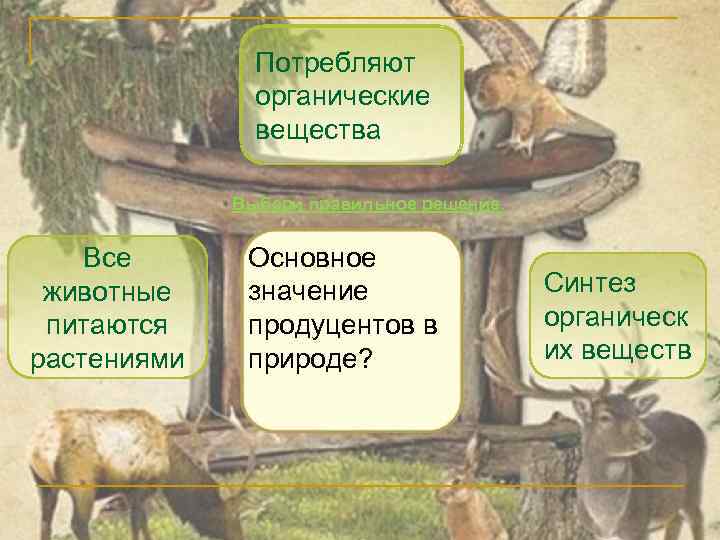 Потребляют органические вещества Выбери правильное решение. Все животные питаются растениями Основное значение продуцентов в