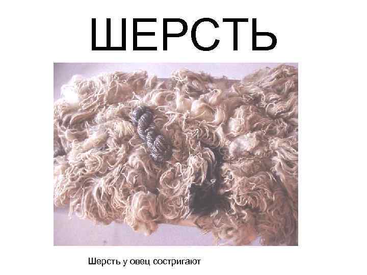 ШЕРСТЬ Шерсть у овец состригают 