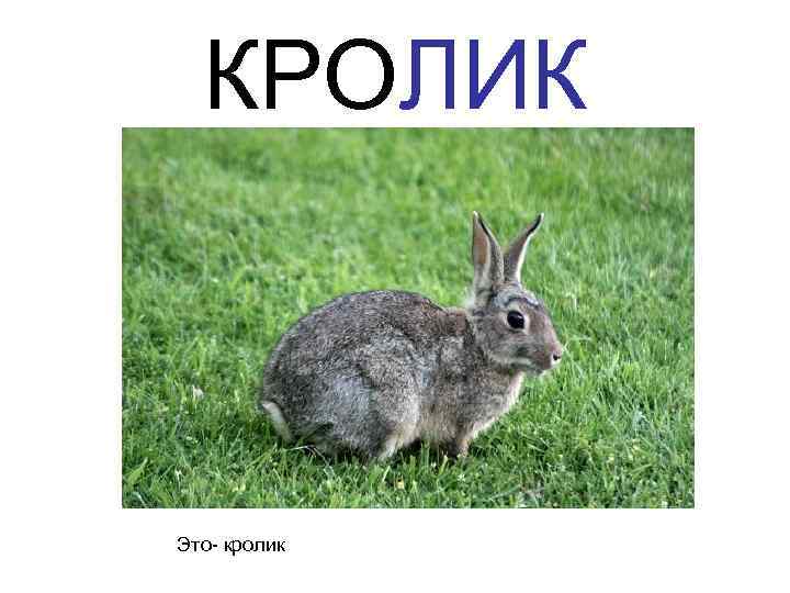 КРОЛИК Это- кролик 