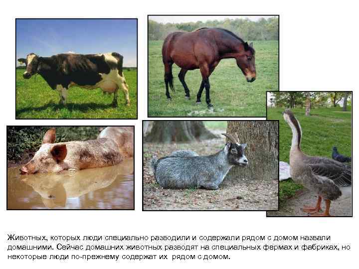 Животных, которых люди специально разводили и содержали рядом с домом назвали домашними. Сейчас домашних